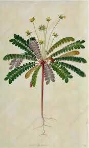 Image result for Biophytum