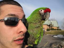 Is my conure's feather condition due to over preening?