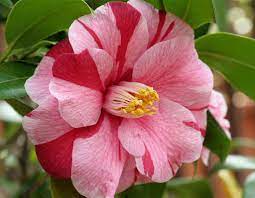 Final Lovely Blossom Of The Camellia In This Year Camellia Plant Camellia Flower Wonderful Flowers