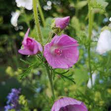 Blomsten dufter svagt af moskus. Malva Moschata Moskus Katost