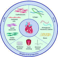 Don't forget to bookmark this page by hitting (ctrl + d), Frontiers Cells Materials And Fabrication Processes For Cardiac Tissue Engineering Bioengineering And Biotechnology