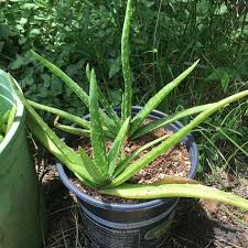 Aloe Vera V Chinensis Or Officinalis Or Massawana Or Aloe Vera Hybrid Or Whatever It Is There S A Lot Of Debate Over This Plan With Images Plants Aloe Vera Aloe