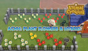 The best way to do this is to plant your flowers in a. How To Plant Flowers Create Hybrid Flowers In Animal Crossing New Horizons Best Way To Crossbreed Flowers