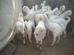 #jamunapari goat, #sojat goat, #got farm, #baby goats for sale near me, #sojat goat, #sojat goat price, #sojat bakri, #sojat goat information in hindi, #sojat goat information in marathi, #sojat goat information Sojat Goat Sojat Goats Suppliers Sojat Goat Selling Companies