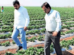 Farmer dating intends to unite people in a serious partner search among people connected with agriculture. How Farmer Producer Company Model Can Transform Indian Agriculture The Economic Times