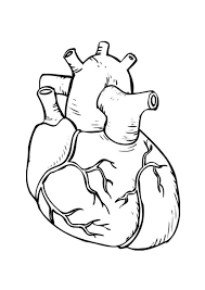 678x600 brain coloring pages printable human coloring pages heart anatomy. Printable Human Heart Coloring Pages Novocom Top