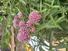 Image result for Asclepias ameliae