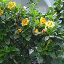 ✅ definizione ⇒ dà fiori a grappoli su cruciverba.it ✅ tutte le soluzioni dei cruciverba per dà fiori a grappoli chiare e classificabili. Piante Insolite E Straordinarie Passione In Verde