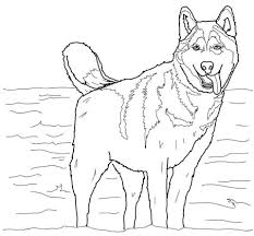 We believe in helping you find the product that is right for aliexpress carries many cute husky dog toy related products, including husky toy , plush , husky soft toy , dog toy for kids husky , fancy soft toy. Husky Coloring Pages Best Coloring Pages For Kids