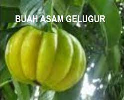 Bagian asam gelugur yang biasanya dimanfaatkan sebagai obat alami untuk menjaga kesehatan dan mengatasi berbagai penyakit adalah bagian daun, bunga, dan buah. Anim Agro Technology Asam Gelugor Di Kampong Ulu Tembeling