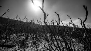 We did not find results for: Es Vital Que El Bosque Que Queda Por Donde Paso El Fuego Se Recupere La Tinta