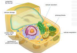 We did not find results for: Chapter 4 Cell Structure Flashcards Quizlet