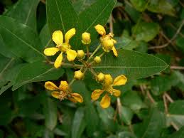 Image result for Malpighiaceae