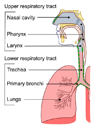 16 2 Structure And Function Of The Respiratory System Biology Libretexts