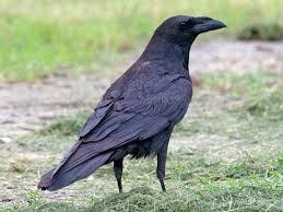 Though its answer little meaning—little relevancy bore . Similar Species To Common Raven All About Birds Cornell Lab Of Ornithology