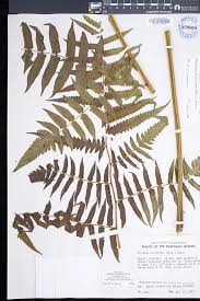 Image result for Diplazium humbertii