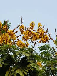 Image result for Limeum pterocarpum