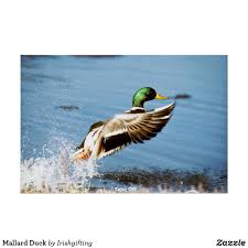 If you see some duck hunting wallpapers free download you'd like to use, just click on the image to download to your desktop or mobile devices. Duck Hunting Wallpaper For Iphone