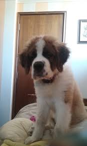Almendra The Saint Bernard St Bernard Puppy St Bernard Dogs Bernard Dog