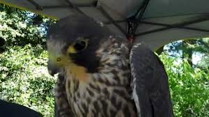 One of the world's fastest birds; Peregrine Falcon Makes Sounds Youtube