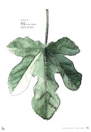 Plate B Fig Fig Drawing Tree Drawing Leaf Drawing