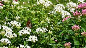 Image result for Pentas herbacea