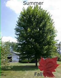 The unification of norway (norwegian bokmål: Deciduous Trees Spring Tree Farm Innisfil