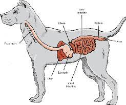 Maybe you would like to learn more about one of these? Introduction To Digestive Disorders Of Dogs Dog Owners Veterinary Manual