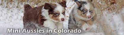 Maybe you would like to learn more about one of these? Available Puppies Mini Aussies In Colorado