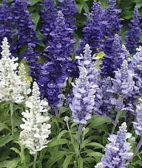 Salvia Cathedral Deep Blue Would Be A Good Alternative To Larkspur 3 Plants For 16 95 Plants Blue Salvia Annual Flowers