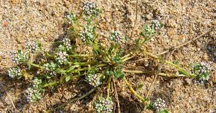 Image result for Corrigiola