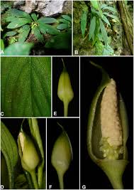 They tell how much, how often, when and where something is done. Studies On Homalomeneae Araceae Of Sumatera Iv Three New Ornamental Homalomena Chamaecladon Clade Species