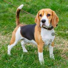 Beagle puppies for adoption raleigh nc the cutest puppies. Beagle Puppies For Sale Adoptapet Com