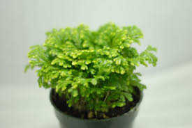 Image result for Selaginella nivea