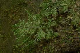 Image result for Hymenophyllaceae