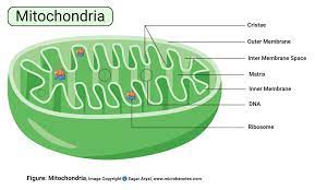 Check spelling or type a new query. Animal Cell Definition Structure Parts Functions And Diagram