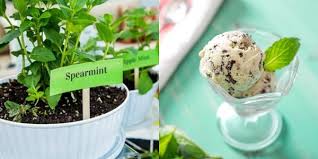Dalam dunia pertanian menjaga kesetabilan rantai makanan dan ekosistem merupakan kunci dasar yang telah diatur oleh tuhan yang maha esa. Khasiat Daun Inai Untuk Rahim 10 Khasiat Rahasia Daun Spearmint Yang Bisa Kamu Manfaatkan Harga Murah Tapi Manfaatnya Segudang