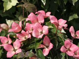 They flower later than florida, and the blooms remain on the plant for many weeks. Japanischer Blumen Hartriegel Satomi Compact Cornus Kousa Satomi Compact Baumschule Horstmann