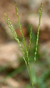 Image result for Aristida stenostachya
