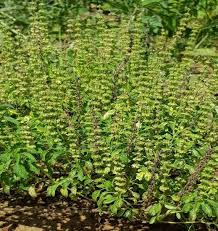 Image result for Ocimum americanum