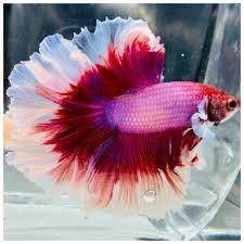 Huge Fins Gorgeous Salamandrt Red Pink White Halfmoon Male Live Betta Fish Betta Fish Betta Beautiful Fish
