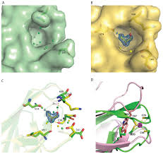 Contact them to find out more of range of financial services that they provide. Crystal Structure And Functional Analysis Of Human C1orf123 Peerj