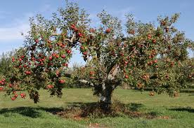 Check spelling or type a new query. Tree Mendus Fruit Farm Agritourism World