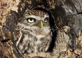 Little Owl Standing In A Hole In An Old Tree Trunk Uk Stock Photo Picture And Royalty Free Image Image 97452852