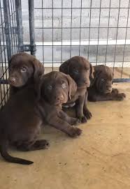 This adorable chocolate lab puppy is a lively fella with a great temperament who loves children. 8 Week Old Southern Pines Kennel Labrador Retrievers Facebook