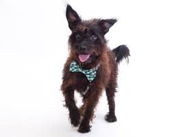 Nonprofit animal shelter serving central florida for over 83 years! Adoptable Dogs At Orange County Animal Services Orlando Florida Dog Adoption Orlando Florida Animals