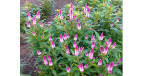 Here S A Colorful Annual For Summer Flower Beds