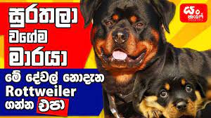 Rs 65,000 · rottweiler puppies. How To Choose A Rottweiler Puppy Youtube