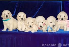 white british english cream creme golden retriever puppies