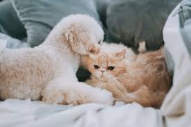 25 Dogs That Are Good With Cats, According to a Veterinarian